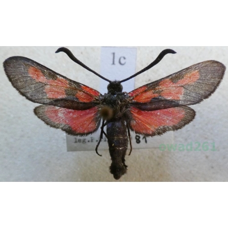 Zygaena trifolii (Esper, 1783) Kraśnik pięcioplamek Czech1c